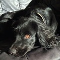 George