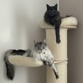 Archie & Yumi
