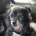 Bengie