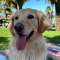 Benji