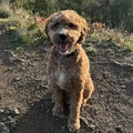 Bodhi