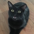 Boo