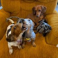 Lola, Boudin Rouge, Biscuit, & Blue