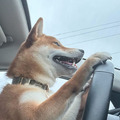 Koda