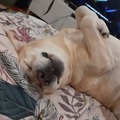Lily