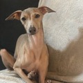 Milo