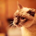 Mr. Boots