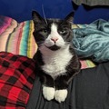 Pippin