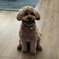 Rosie