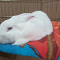 Runa